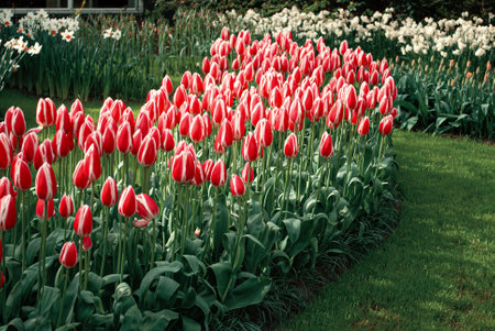 beautiful red striped tulips in a meadow in springの写真素材