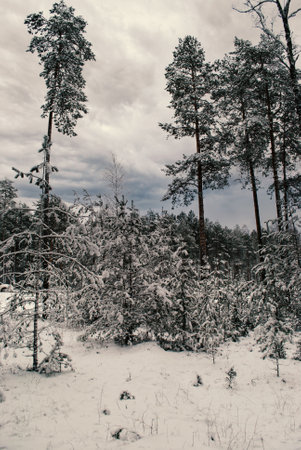 Winter landscape: snow-covered coniferous forest during the dayの写真素材