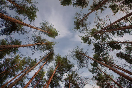 crowns of tall pine trees in the forest as a natural backgroundの写真素材