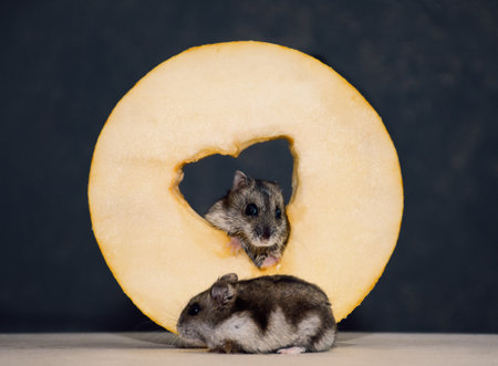 two hamsters eat a round piece of juicy ripe fresh yellow melonの写真素材