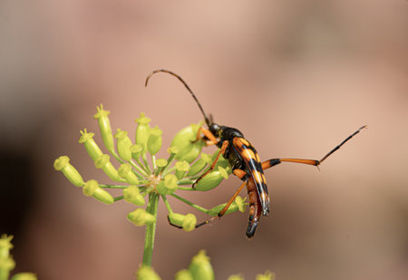 Leptura spotted - beetle on a flower close-up