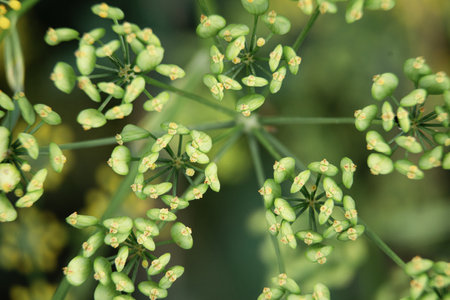 wild plant with inflorescence umbrella close-up on a green backgroundの写真素材
