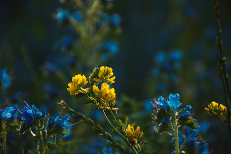blue and yellow meadow flowers in summer as background
