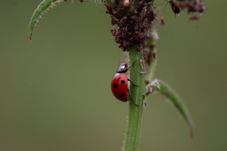 ladybug eats aphids on the grass in the garden plotの写真素材