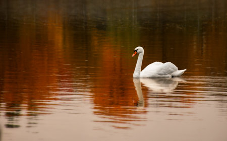 A white swan swims in the water on the lake. autumn day, reflection of foliage in the water. The landscape is calming and gives peace.の写真素材