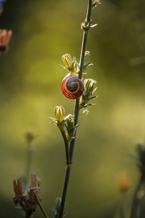 snail shell on a branch of green grass, close-up of rural nature, as a natural background.