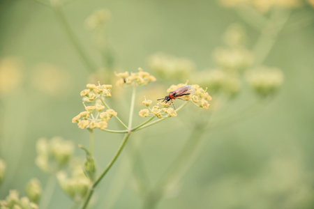 insect on meadow grass with inflorescence of wild flowers, close-up of rural nature, as natural background.の写真素材