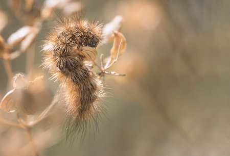close-up, furry caterpillar in the grass in autumn, end of summer. with space for text.の写真素材
