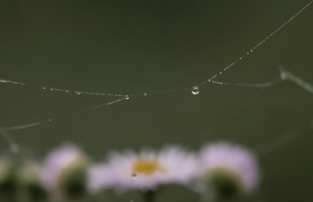 natural background with raindrops on spider web threadの写真素材