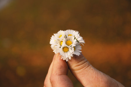 a bouquet of small daisies in a manâs hand on a warm autumn day.の写真素材