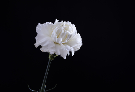 white carnation flower on black background and space for textの写真素材