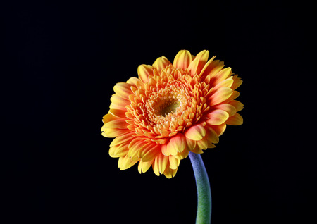 Orange gerbera flower on a dark background, selective focus, space for textの写真素材