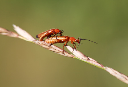 A pair of common red soldier beetles Rhagonycha fulva mating, select focus, close-up