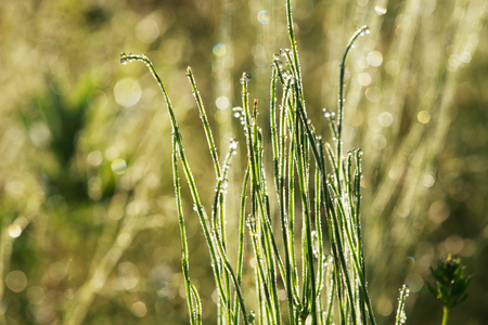 Ephedra plant with dew drops at dawn, selective focus on some branchesの写真素材
