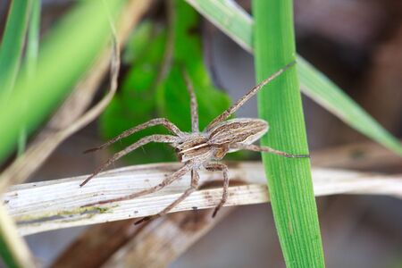 wolf spider Lycosidae, selective focus on face, close-up