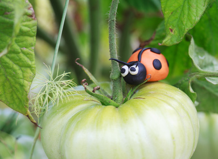 Plasticine world - little homemade orange ladybug sitting on a green tomato, selective focus on headの写真素材