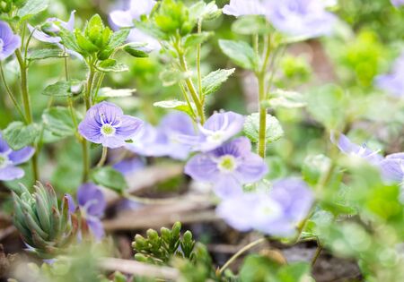 blue flowers of Veronica chamaedrys Germander Speedwell, Bird's-eye Speedwell, selective focus, one flower in focus, the others are notの写真素材