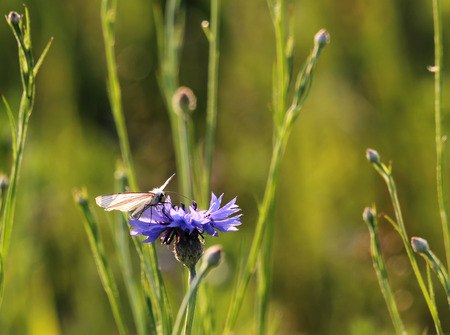 Small white butterfly is drinking nectar from a flower cornflower at sunset, evening, selective focusの写真素材