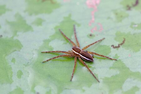 Closeup of water spider Aranei, Argyroneta aquatica sitting on green candock leaf, selective focusの写真素材