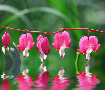 Dicentra, Bleeding Heart flower and water reflection, some flowers in focus, some are notの写真素材