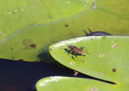 Leaf beetle (Donaciinae vulgaris) sitting on a green leaf spatterdock, selective focus, close-up