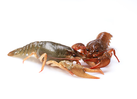 Two alive crayfishes on a white background, selective focusの写真素材