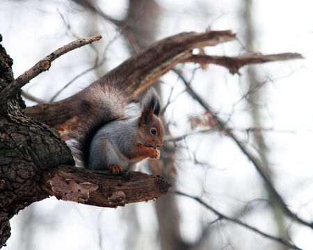 Squirrel sitting on a branch and eating a hazelnut, winterの写真素材