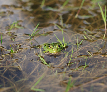 green frog in a pond, close-upの写真素材
