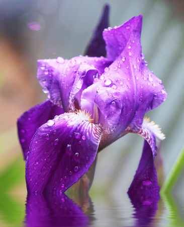 Violet purple Iris flower close-up in the sunlight with water drops and reflection in water, selective focusの写真素材
