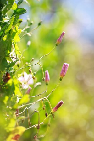 Field pink Bindweed (Convolvulus arvensis) flower, selective focusの写真素材