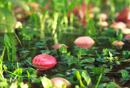 Fallen from the tree red apples in the water with autumn leaves, selective focusの写真素材