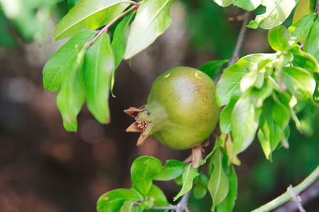 unripe wild green pomegranate on a tree on a sunny day, selective focusの写真素材