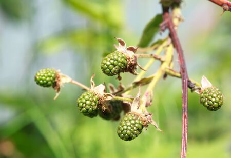 Green unripe blackberries in sunlight. One is in focus, the other are slightly out of focusの写真素材