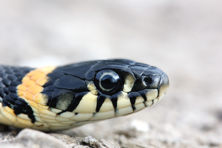 head of Grass snake with his tongue hanging out crawling on the ground, close up, selective focusの写真素材