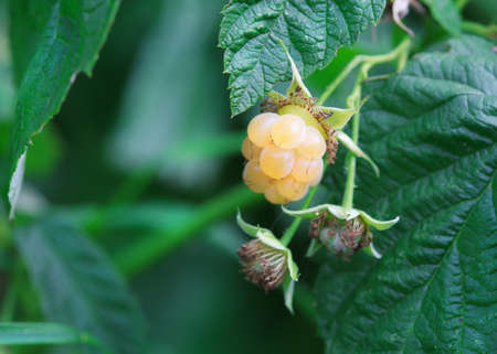 golden raspberry on the bush Close-upの写真素材