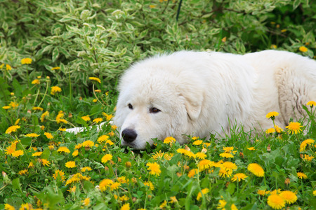 Maremma or Abruzzese patrol dog Portrait on the grass among dandelions in the garden