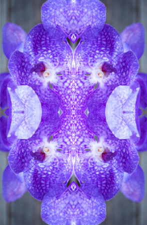 art floral colorful background, Vanda coerulea blue orchids, close upの写真素材