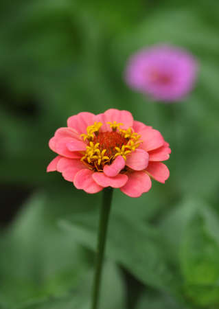 Zinnia elegans flower (elegant zinnia) close up. Selective focus. Space for textの写真素材