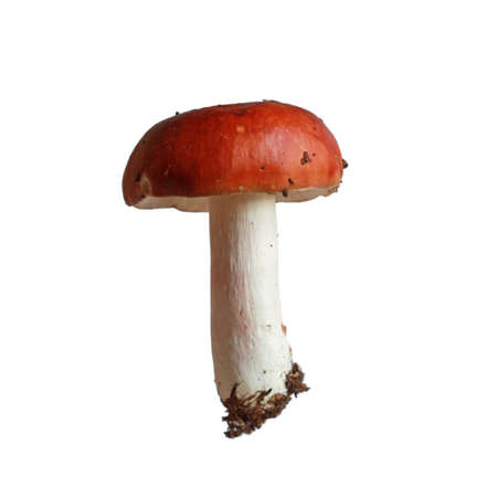 Red mushroom Russula isolated on white backgroundの写真素材