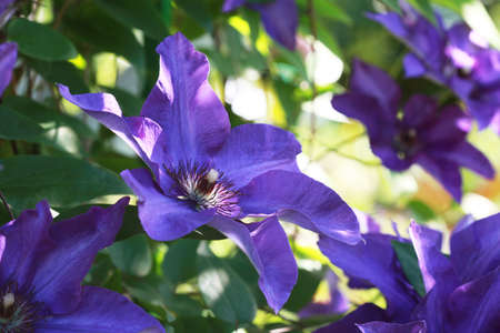 Violet clematis flower in the garden, close-up, macro.の写真素材