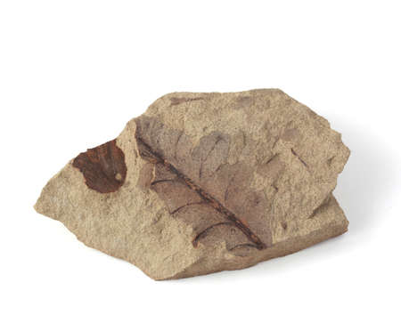 A sheet of peltasperm pteridosperm from the deposits of the Kungursky tier of the lower Permian of the Uralsの写真素材