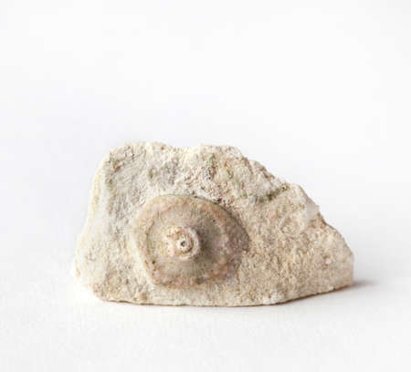 Part of the sea urchin, a Carboniferous fossil in limestone