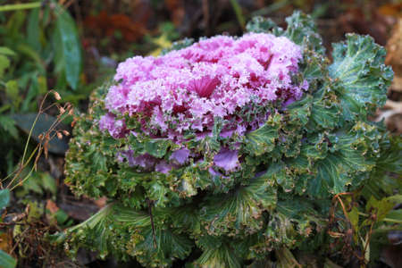 Decorative curly cabbage in late autumn