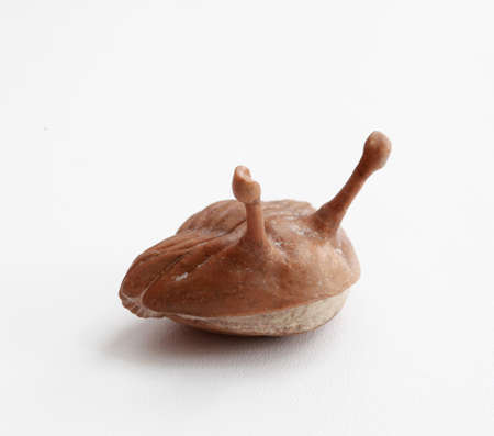A folded trilobite with eyes on stalks on a white background, Asaphus kowalewskii