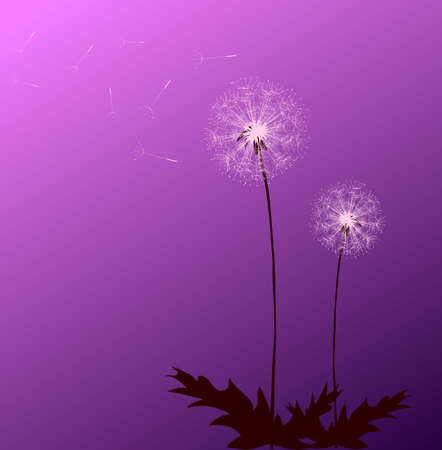 Dandelion on the blue backgroundのイラスト素材