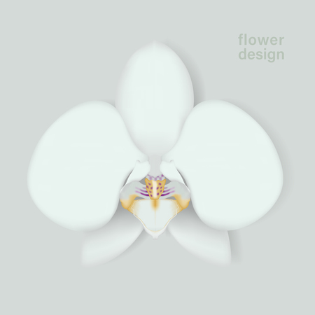 Vector orchid flower Illustration.のイラスト素材