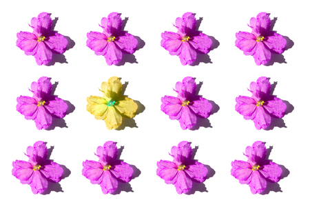 Pink flowers and one yellow violet isolated on white background. Flat-lay, overview, holiday, Valentines Day conceptの写真素材