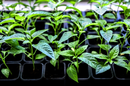 Juicy green seedlings of pepper plant vegetable growing in cultivation trayの写真素材