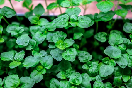 Small flower seedlings growing in the greenhouse February, March, April. View from above, flat lay