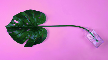 Juicy vibrant bold green tropical monstera leaf in vase on pink background. Art neon surrealism conceptの写真素材